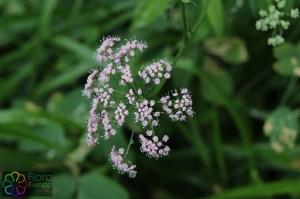 pimpinella major (5).jpg_product